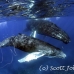 whale_humpback_sb_h_0259_dom0266.jpg